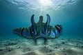 Manta Ray